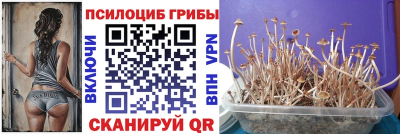 Псилоцибиновые грибы мицелий  Новый Уренгой 